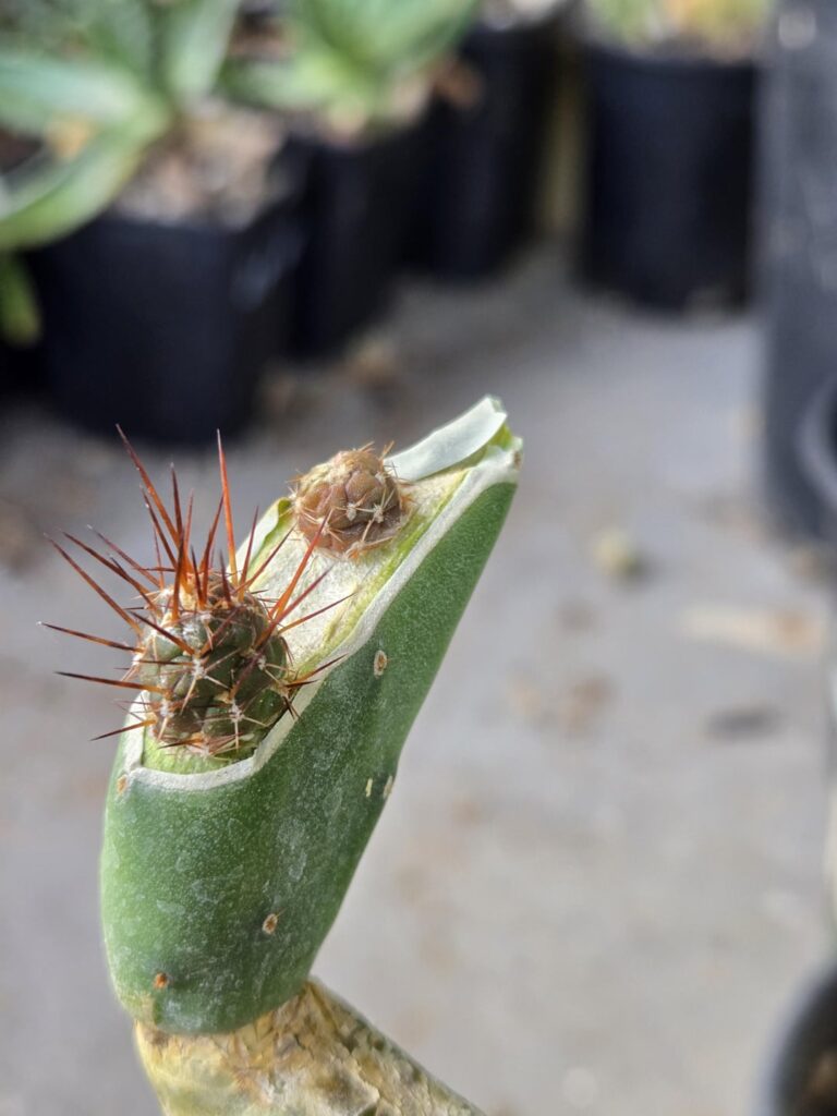 Tephrocactus Weberi red on opuntia