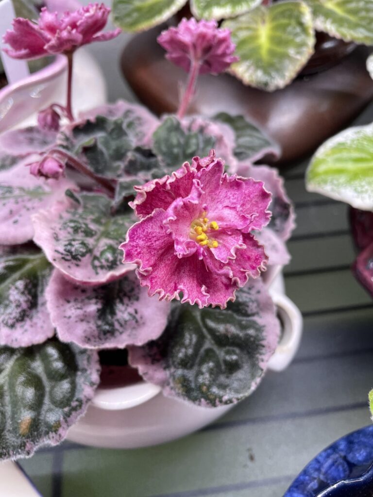 LE-Rimma’s leaves coming out of their winter high-variegation phase