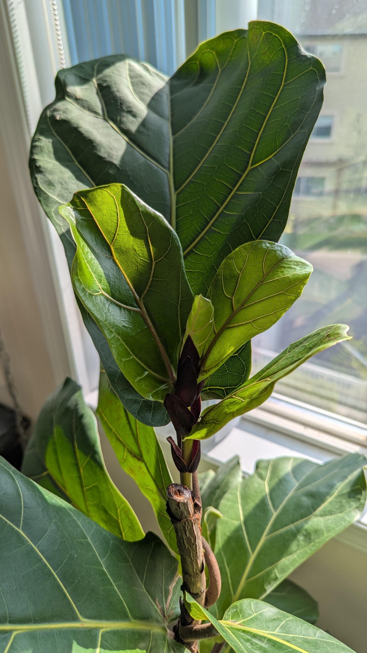 Just one new branch after topping
