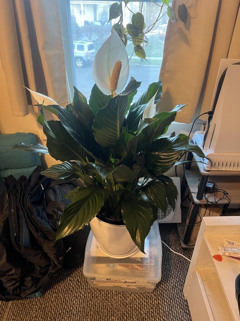 We have flowers!!!!!!