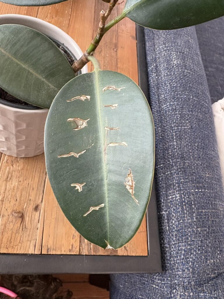 What disease do my house plants have?