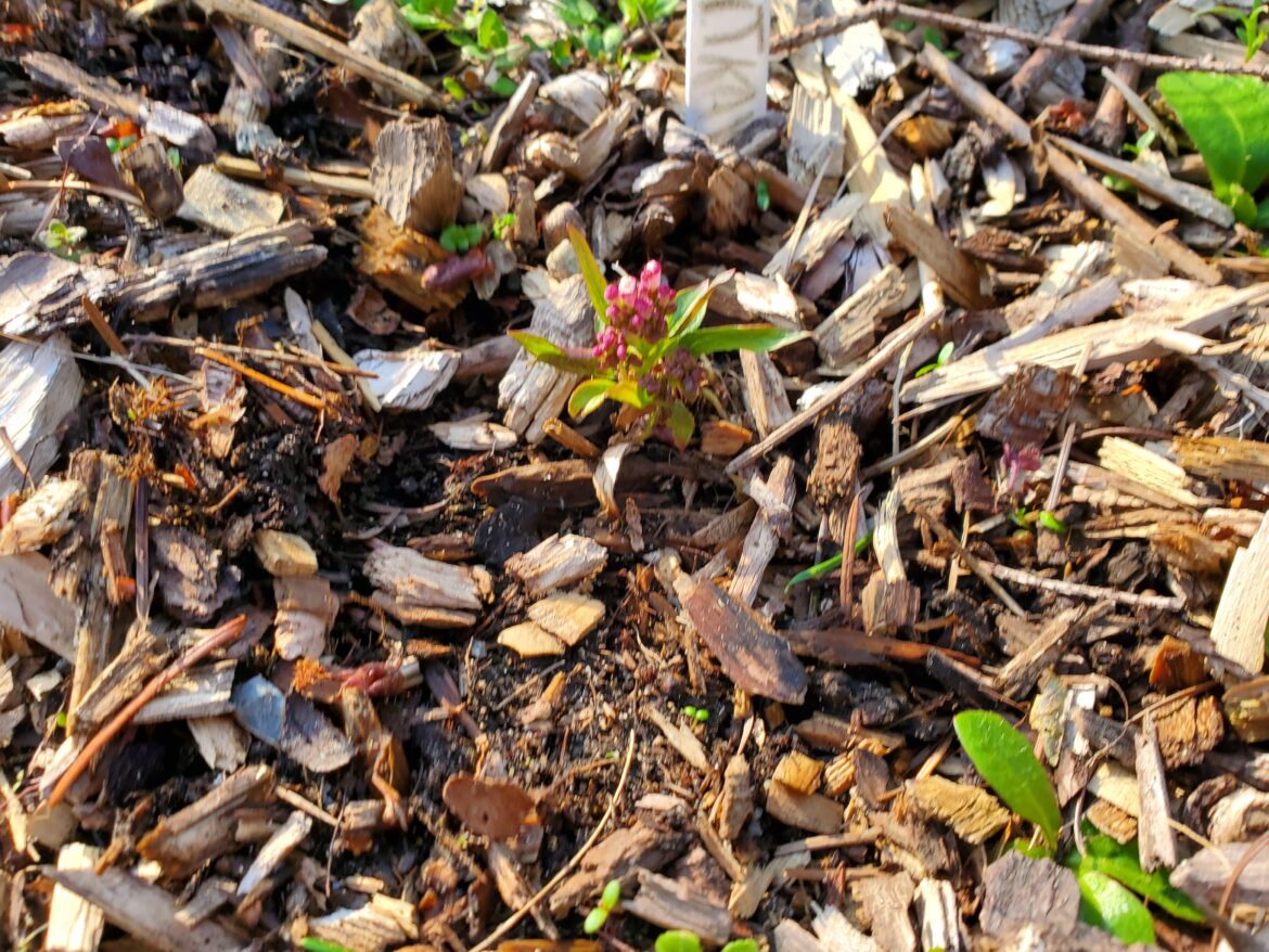 Well, I expected Sitka Valerian to be a bit.... taller