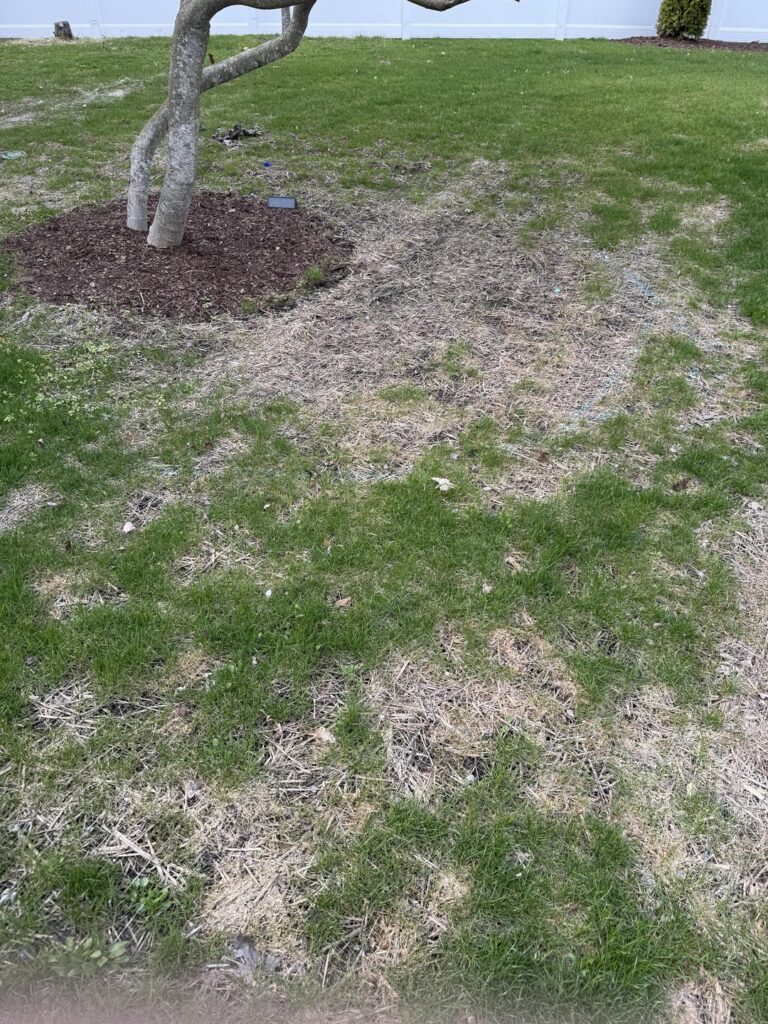 Seed failed in some areas, how do I rescue it? Seed failed in some areas, how do I rescue it?