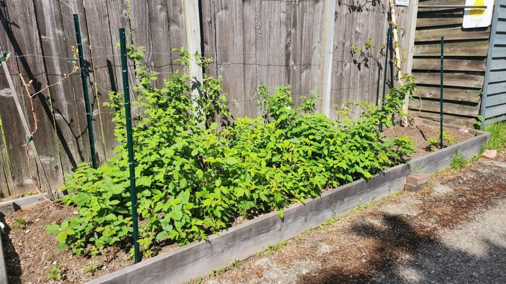 Raspberry experts: do I need to prune back new spring growth? Raspberry experts: do I need to prune back new spring growth?