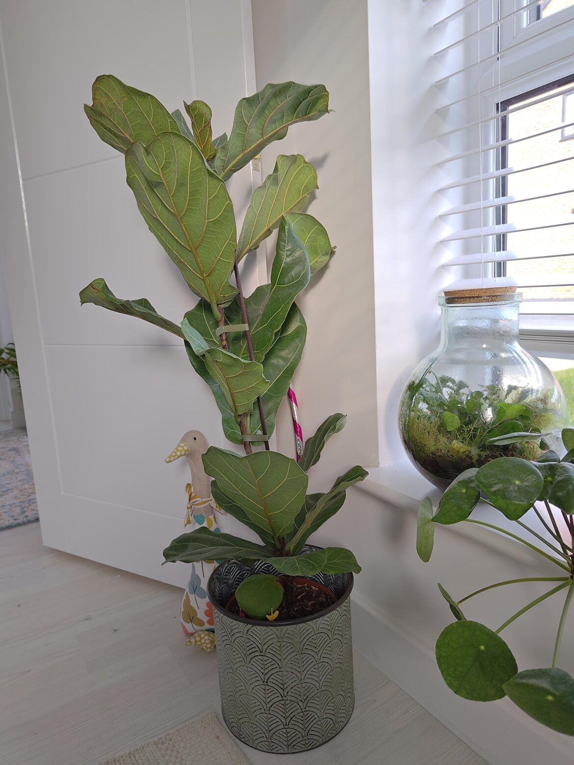 HELP? My FLF has remained unchanged for the past eight months since purchased