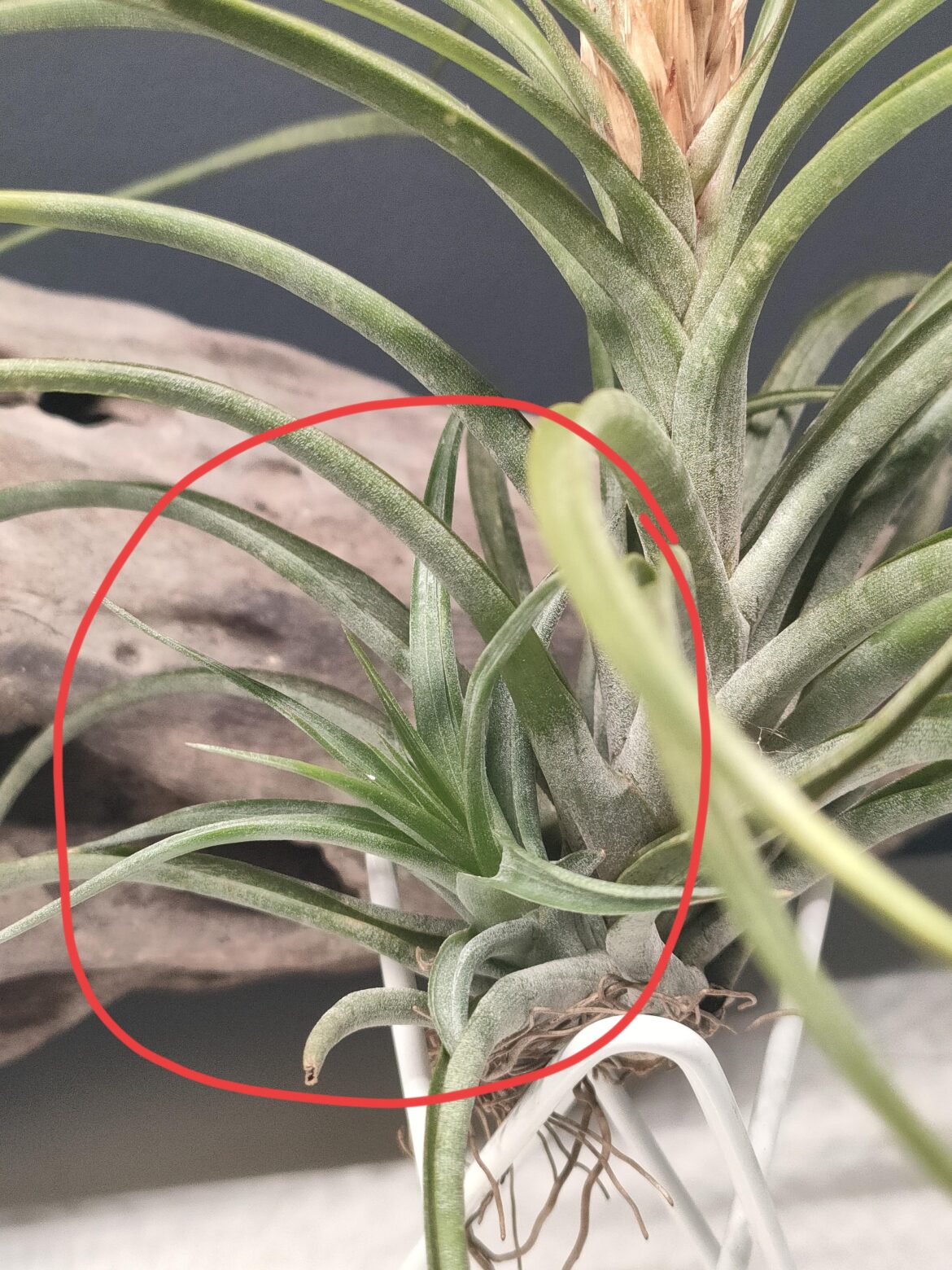 Do I remove this pup?