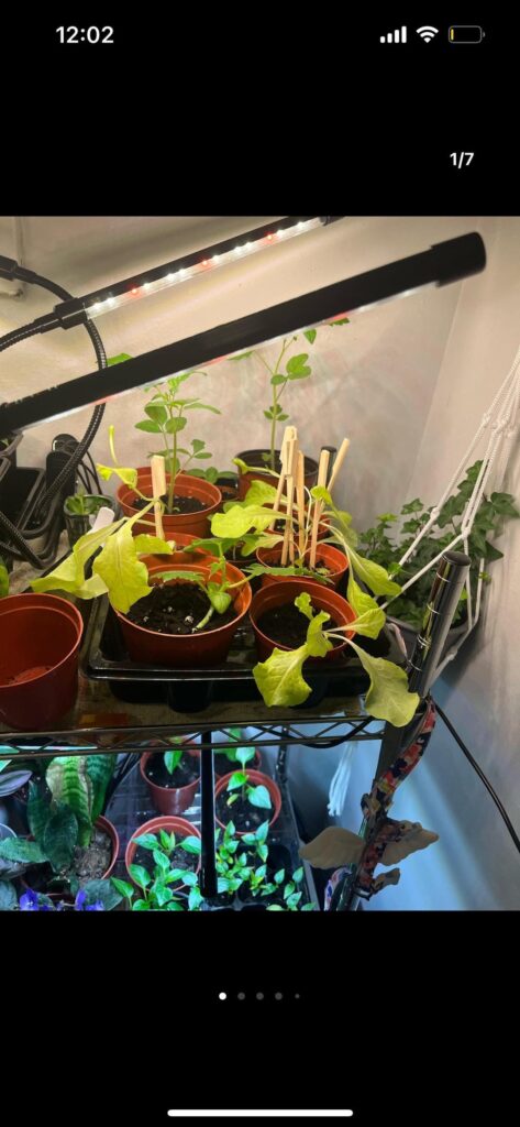 Hi! Is my lettuce supposed to be floppy like this ? Or am I doing something wrong? First time growing seeds, any advice would be greatly appreciated;)