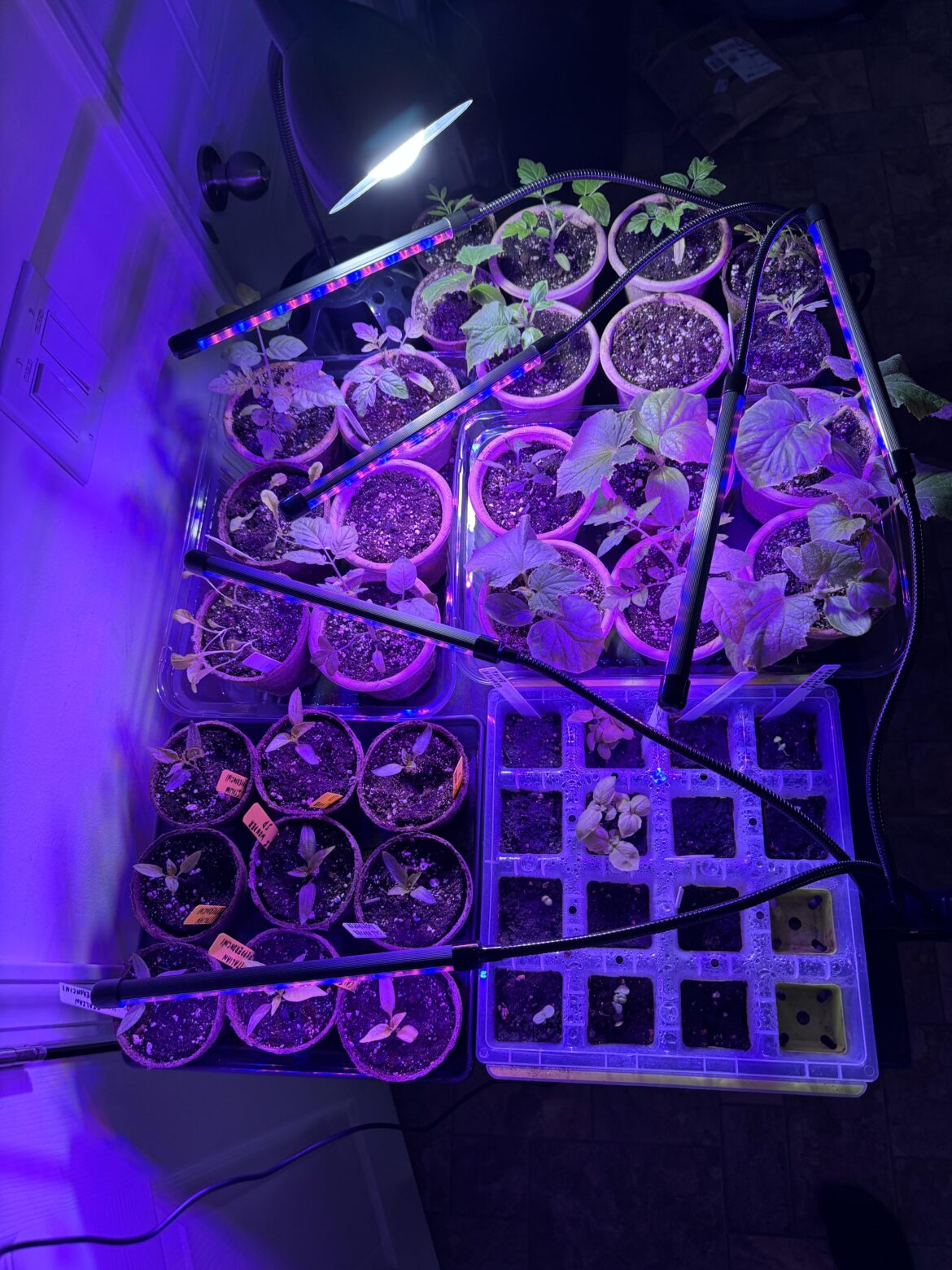 First Time Gardener First Time Gardener