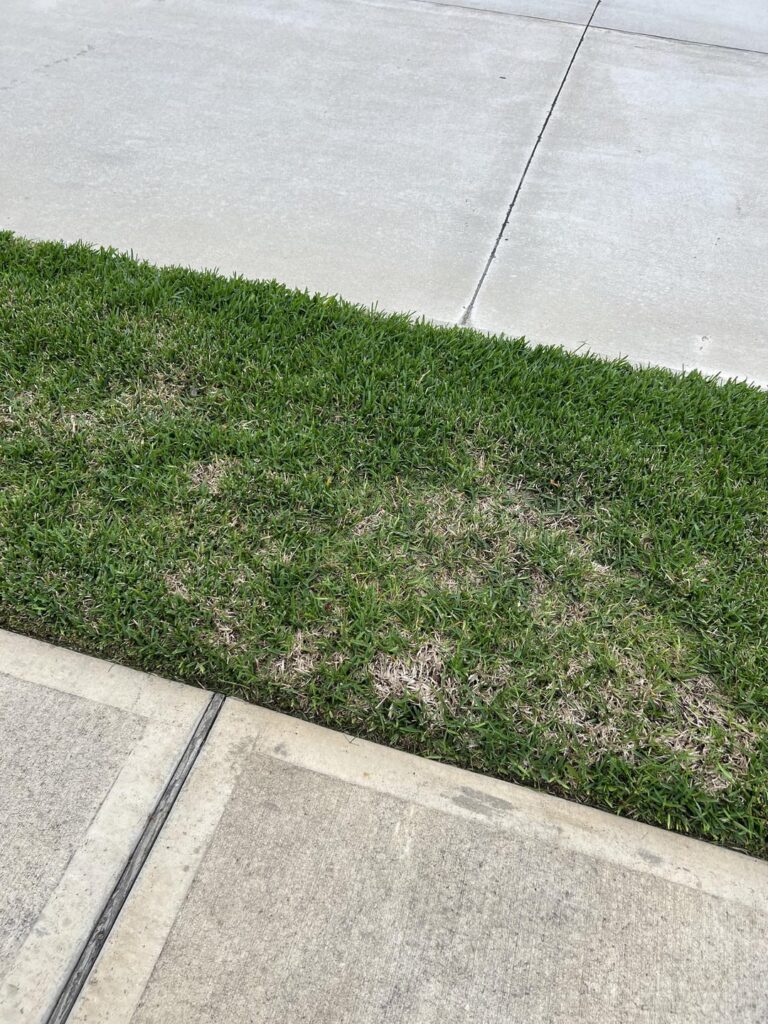 Advice for my Lawn