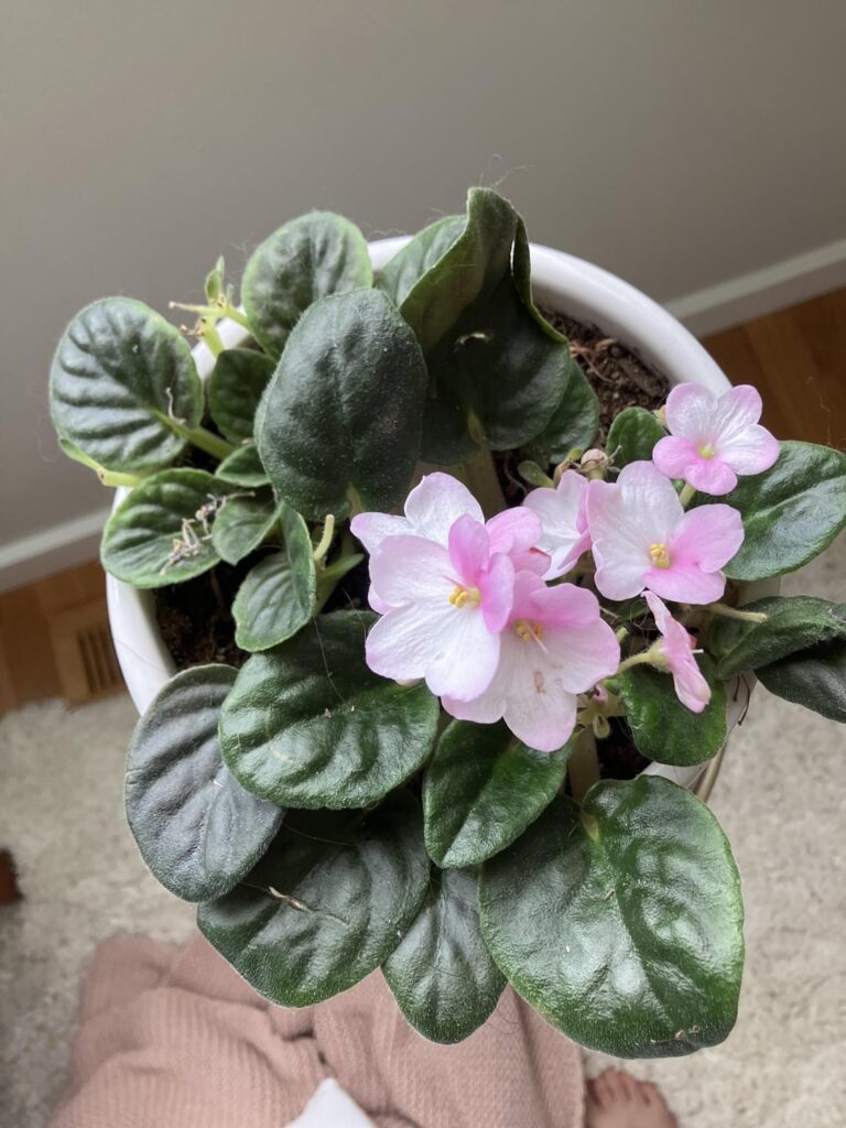My African violet isn’t blooming?