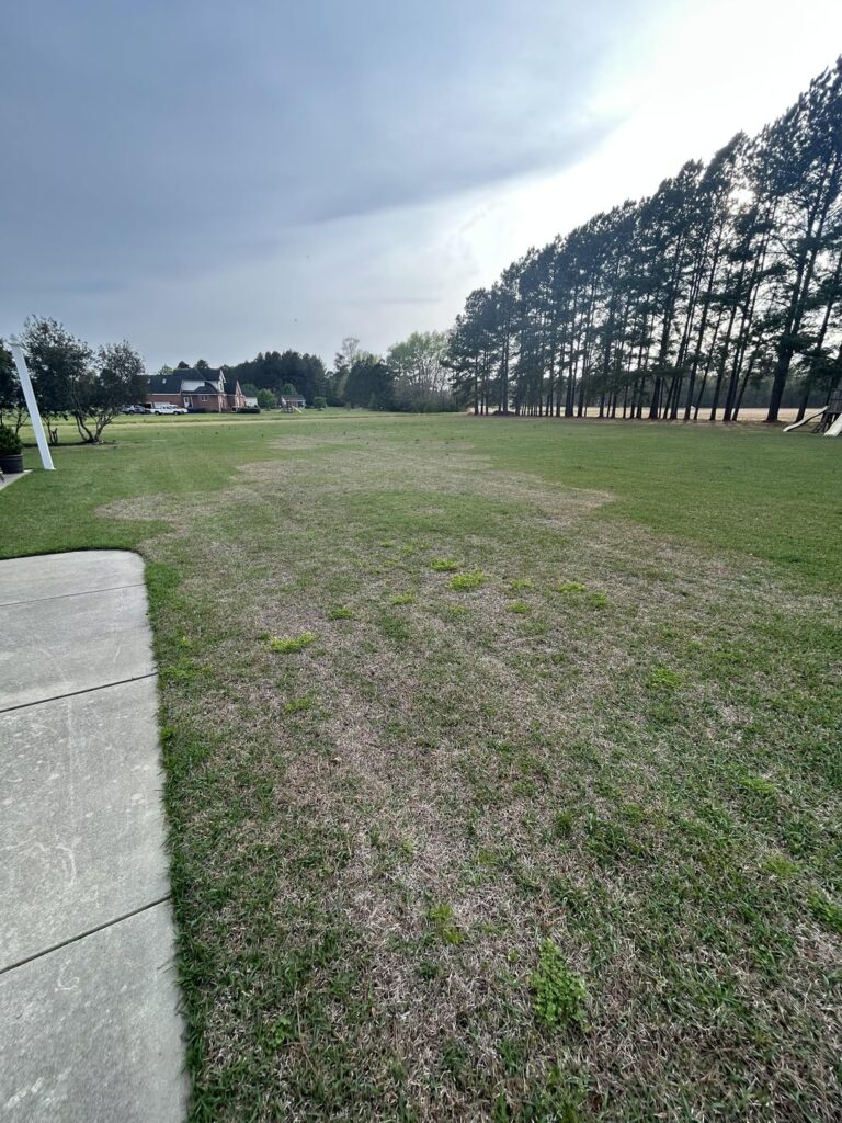 Anyone know what causes this in centipede grass?