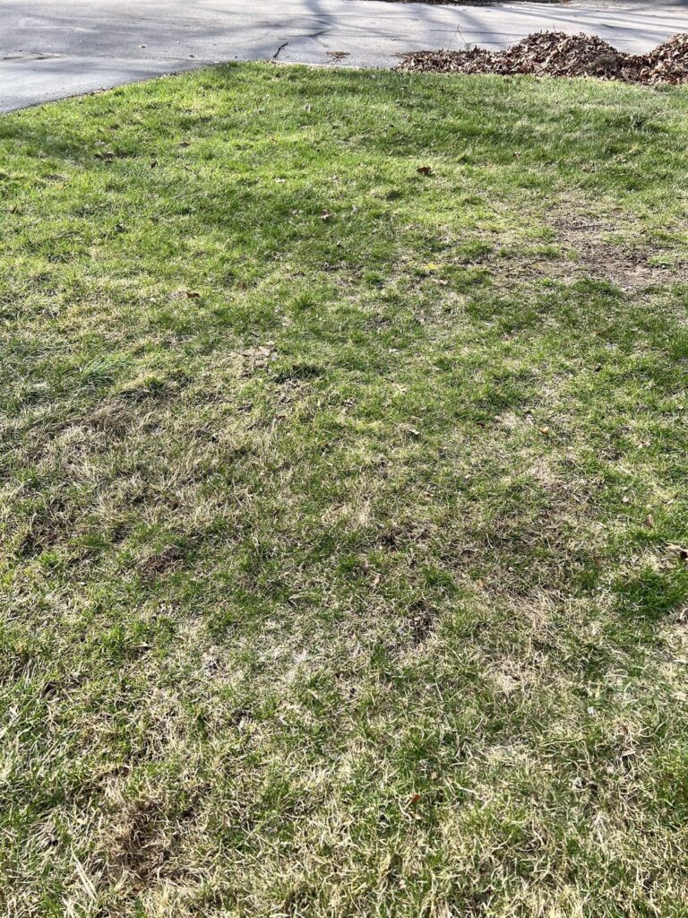 Would a power dethatcher work here or just rake my brains out?