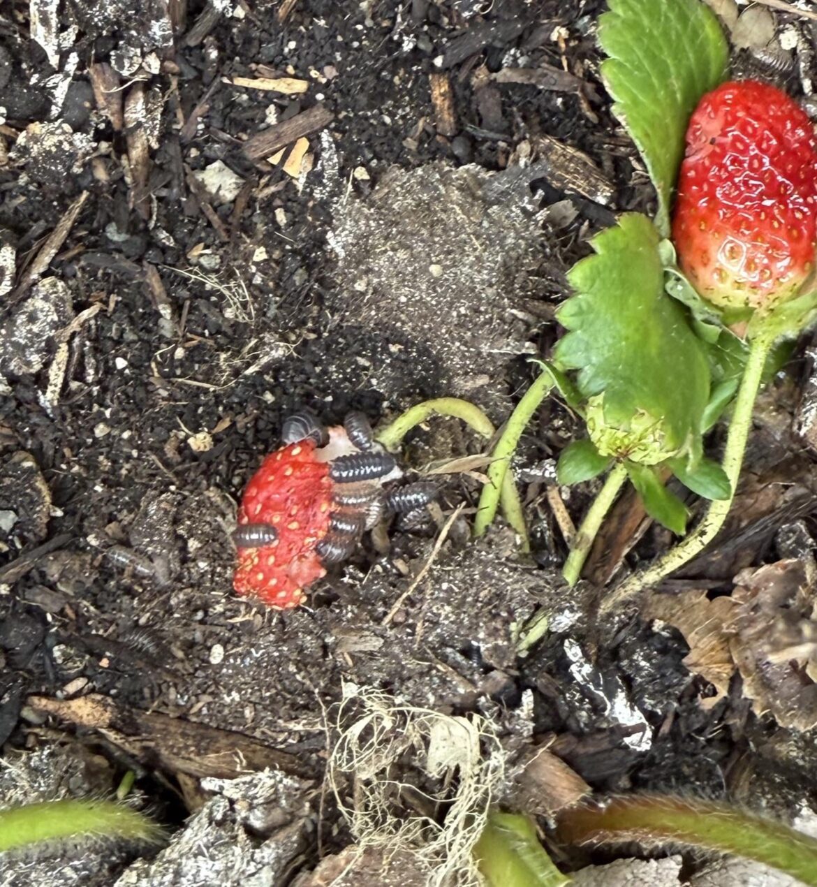 For those of you that insist that pill bugs don’t eat strawberries