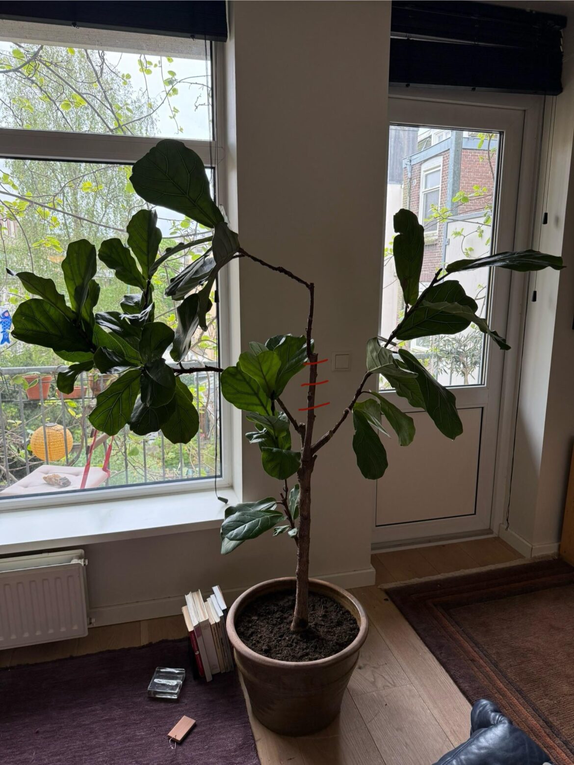 Where should I prune? Where should I prune?