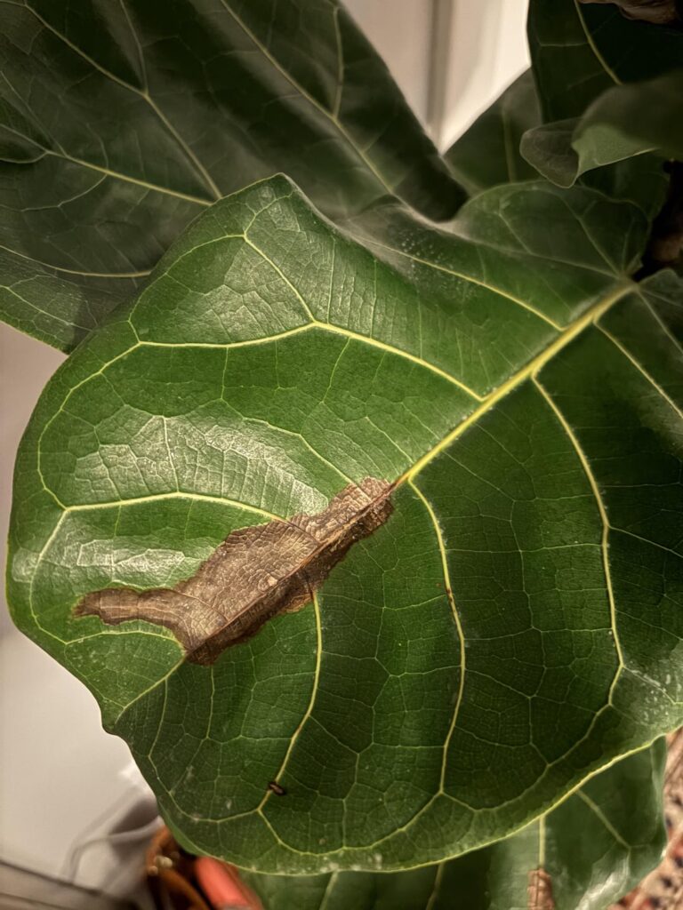 Help save my fiddle leaf fig! Help save my fiddle leaf fig!