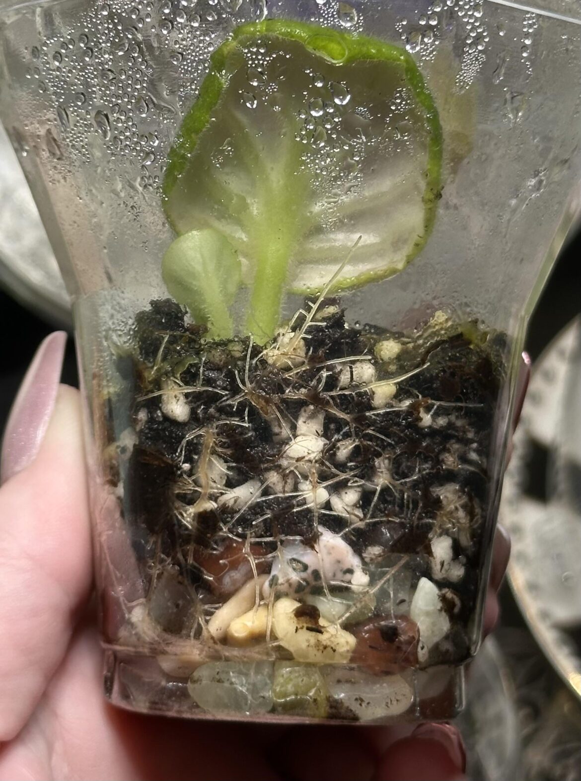 Roots!  My propagation