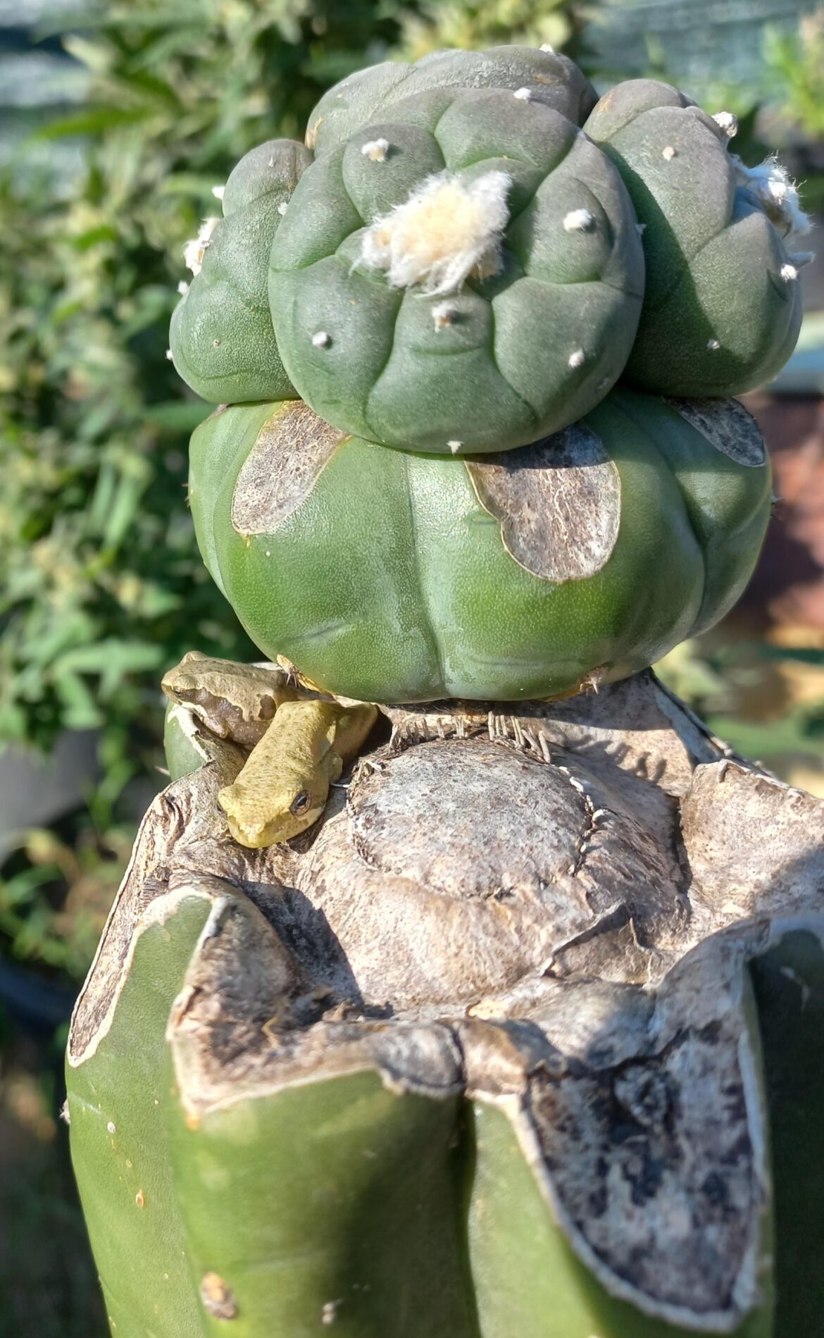 Frogs