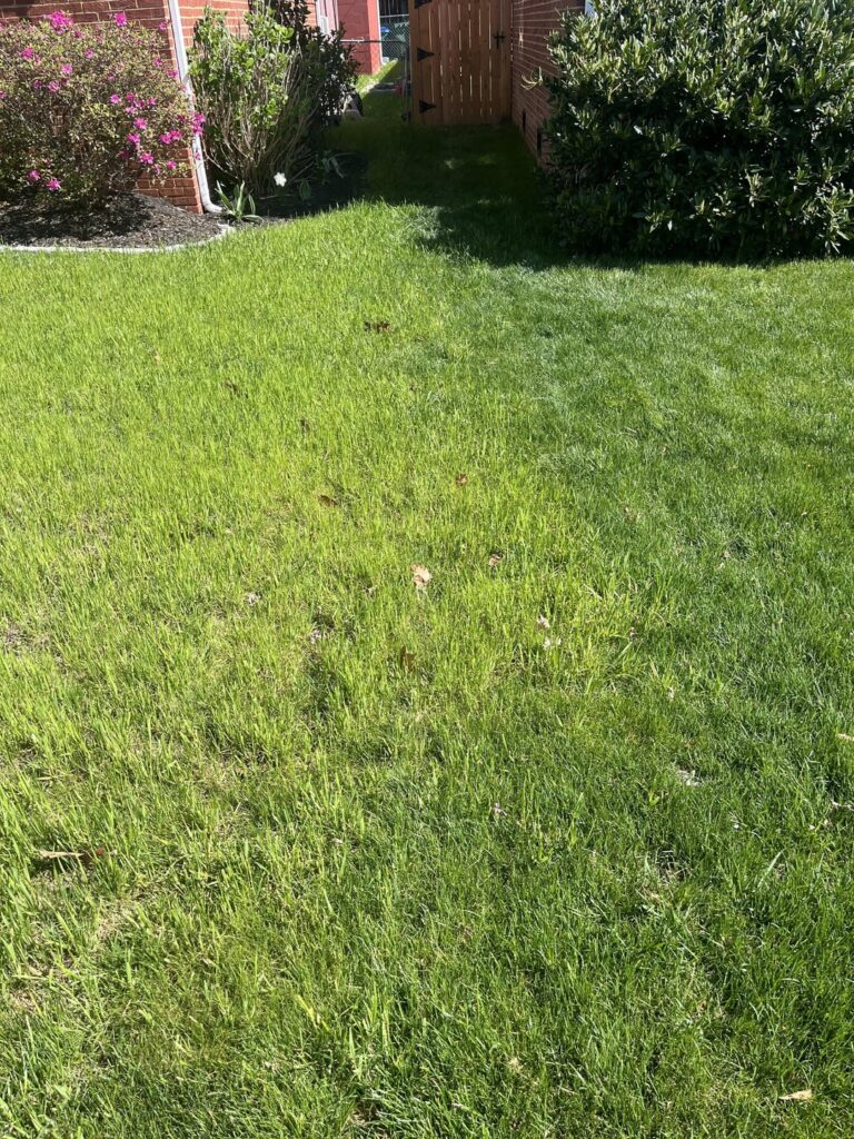 Help with neighbors grass spreading to my lawn