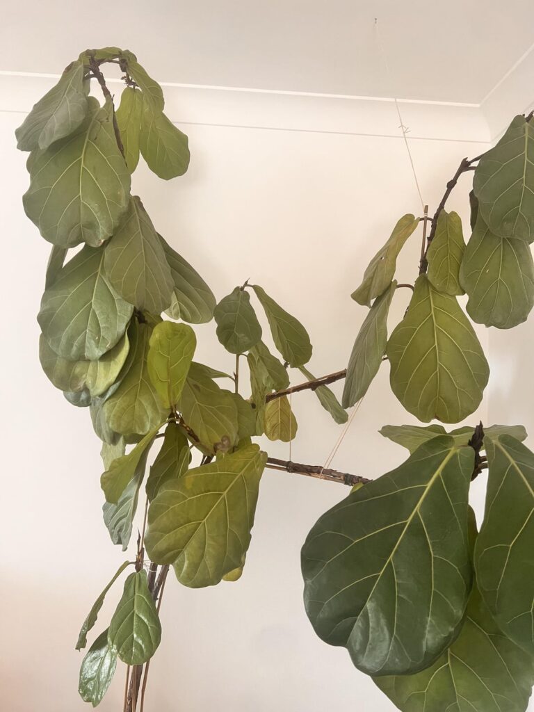 Transplant shock or something