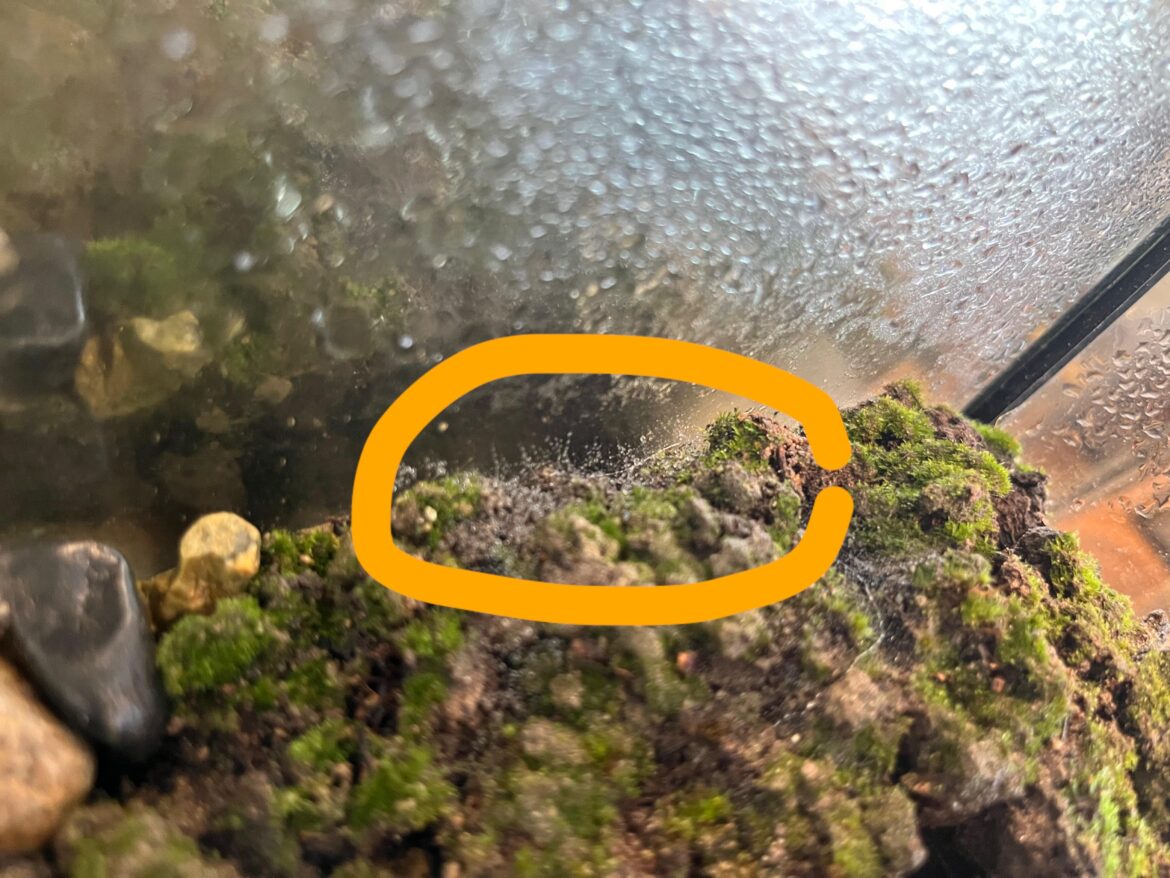 What are these weblike strands in my terrarium?