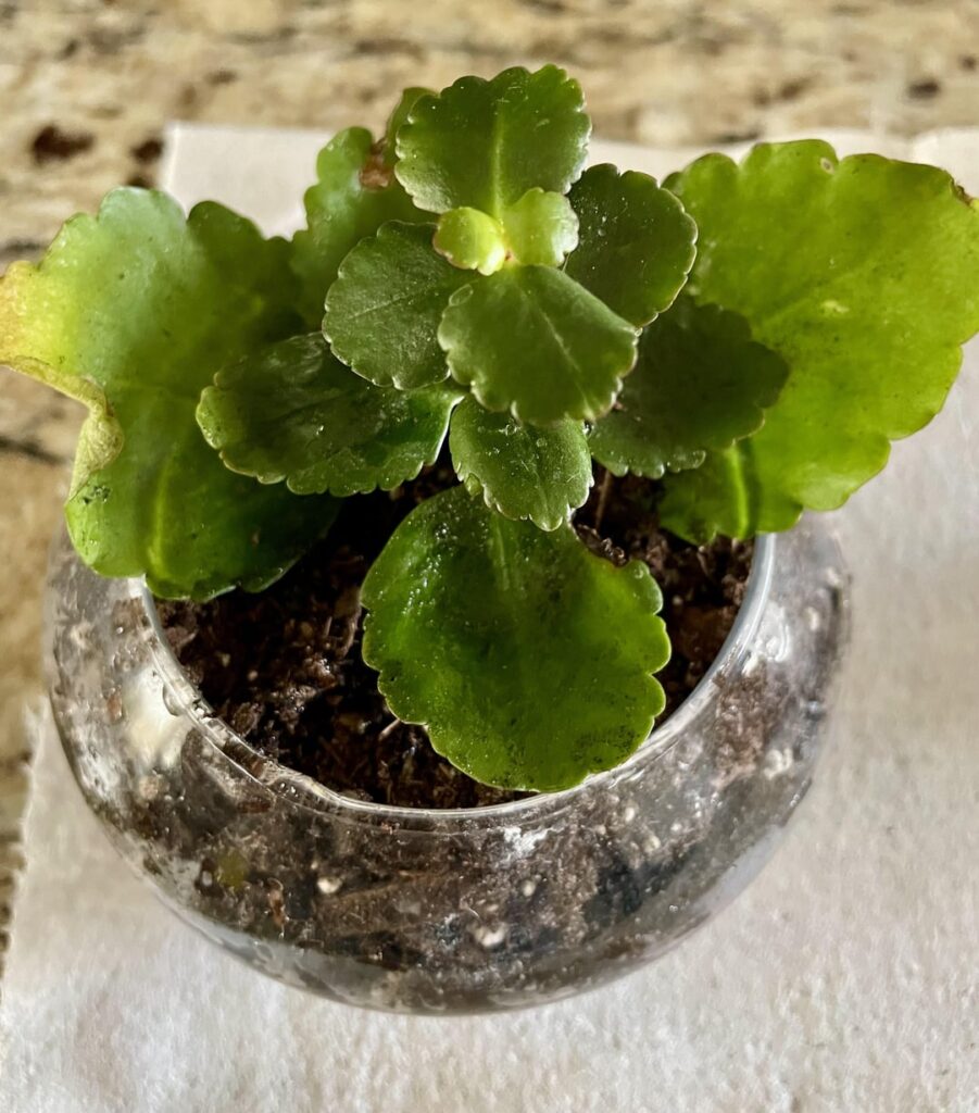 Successful Kalanchoe prop