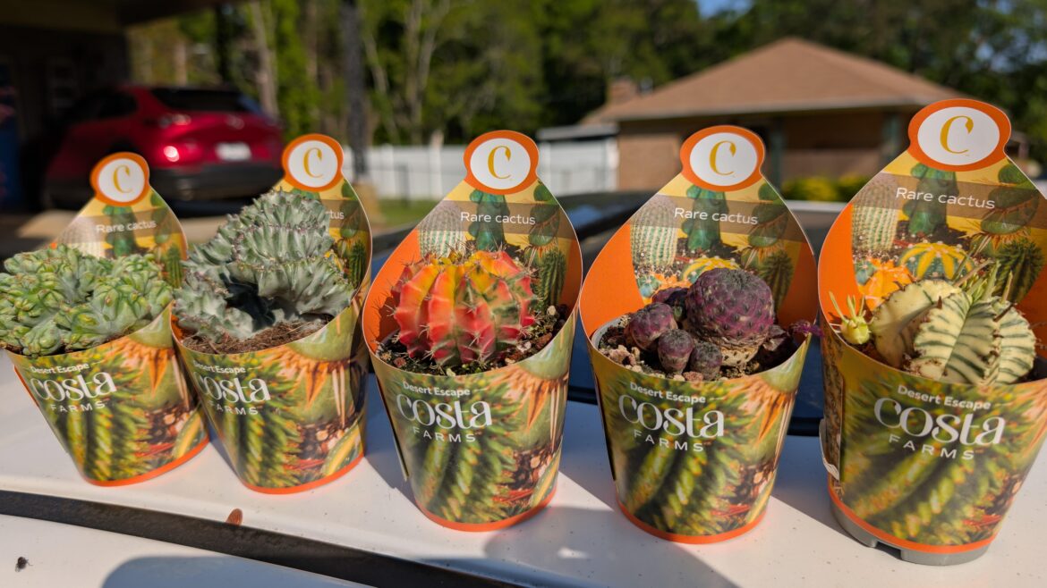 Some pickups from the Costa collection @ Walmart.