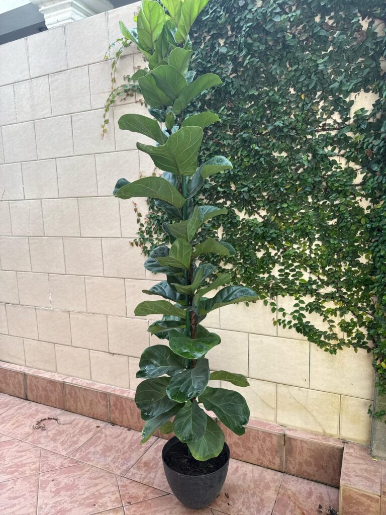 Should i repot this bambino FLF? And when will it stop growing?