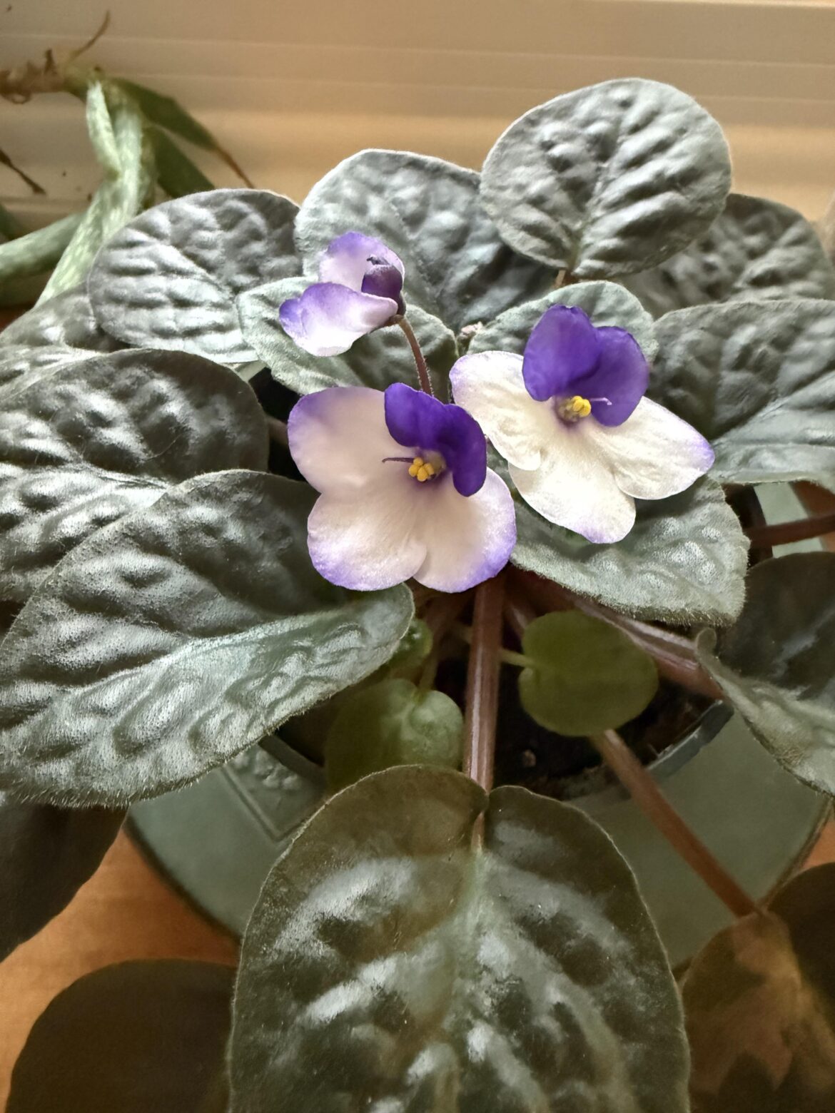 Help me identify?