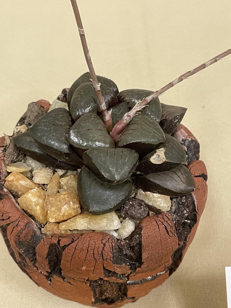 Colorado cactus & succulent show