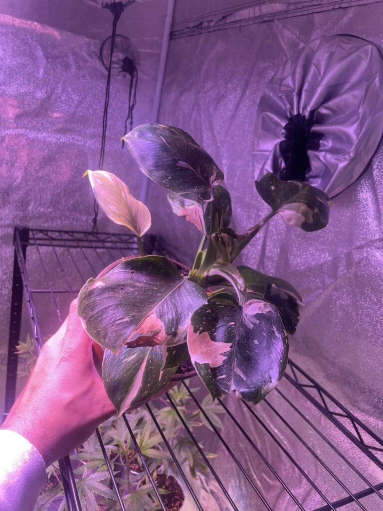 Where could I prop this white wizard?!? Don’t want to cut it before I’m sure