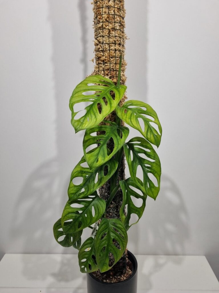 Hey, so I need some advice on what to do with my Monstera adansonii. Hey, so I need some advice on what to do with my Monstera adansonii.