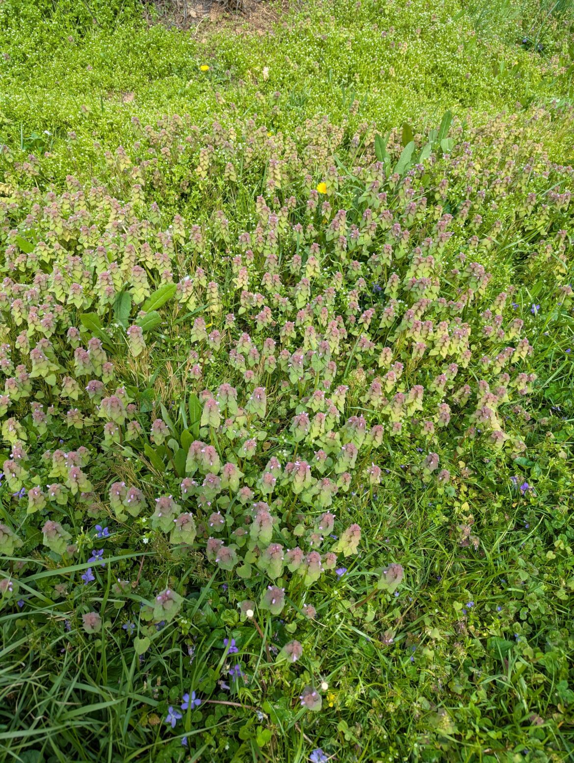 What in the lawn hell is this? ID please?