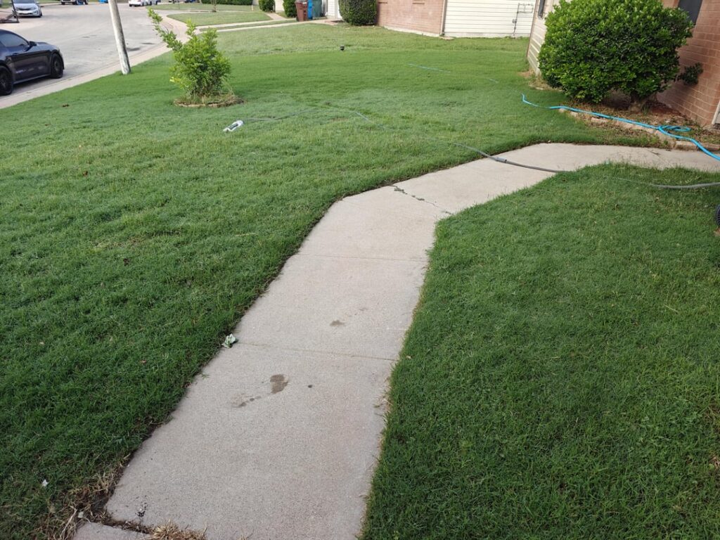 Should I let my yard seed itself?