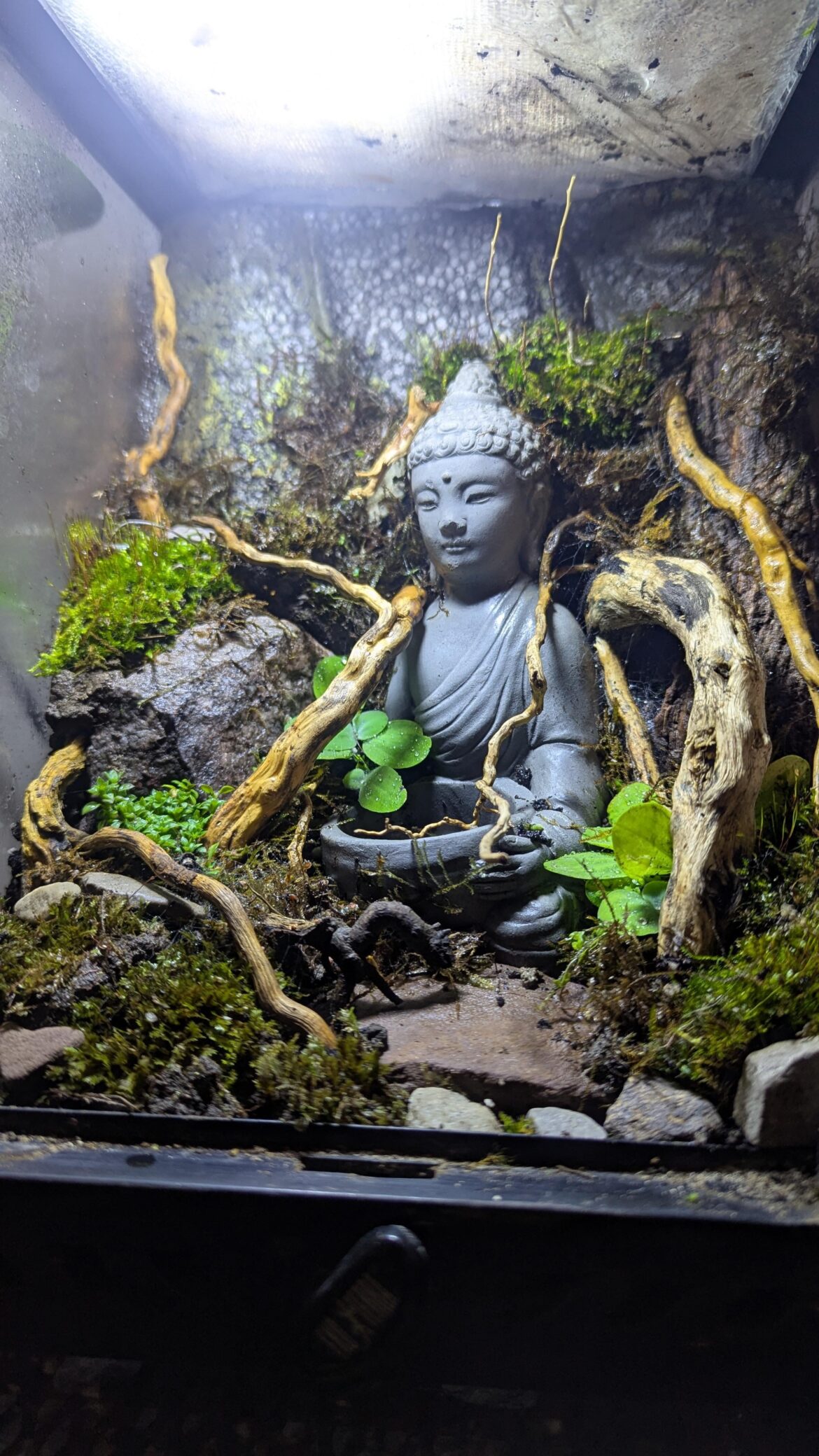 Buddha ruins mossarium
