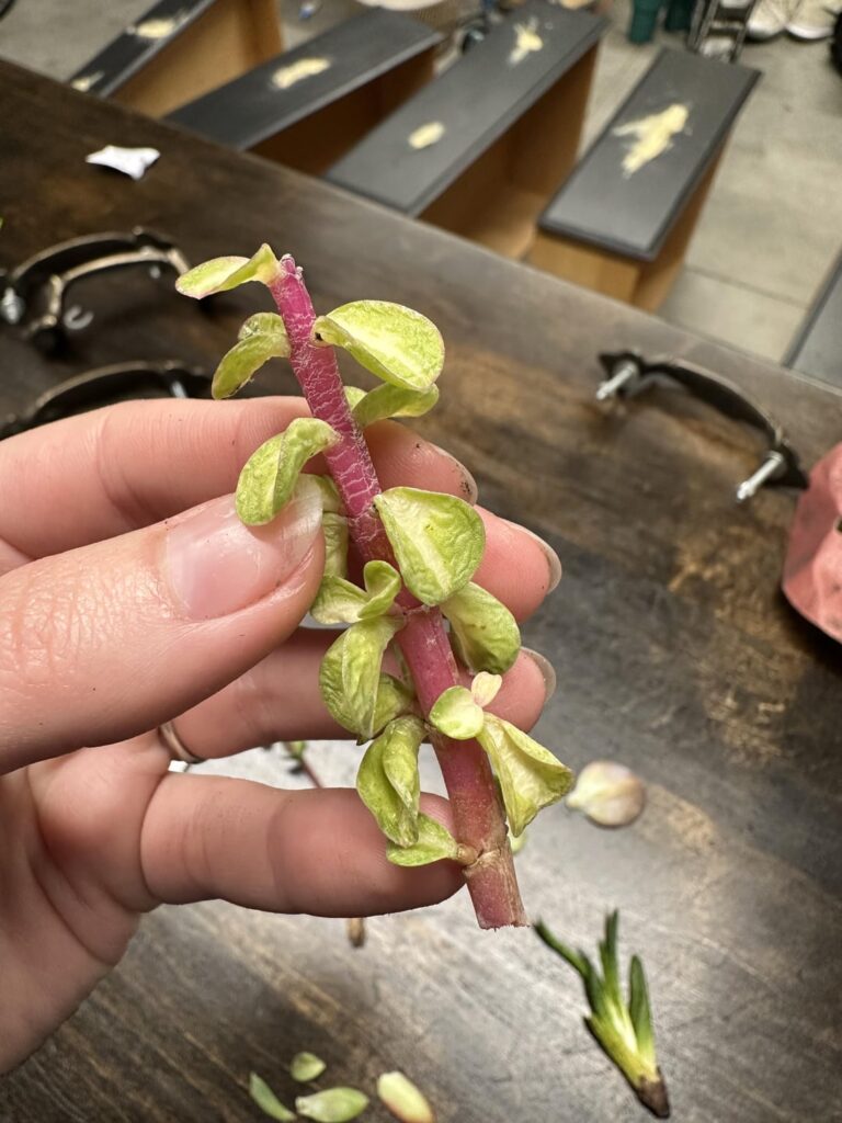 Any chance these guys are prop-able?