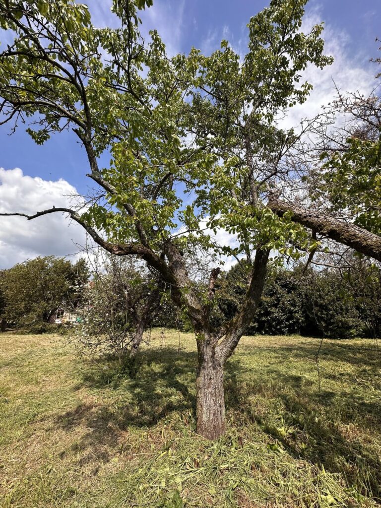 Hello, bought this house with this tree, liked it, but don’t know the name…