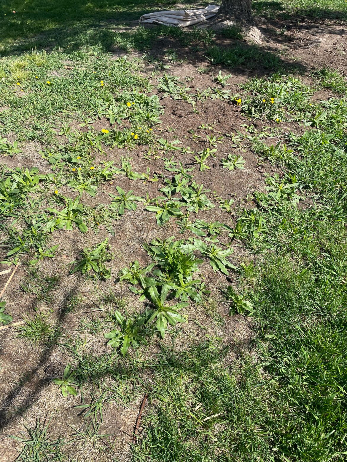 Wife won’t let me use spray. Is pulling my only option?