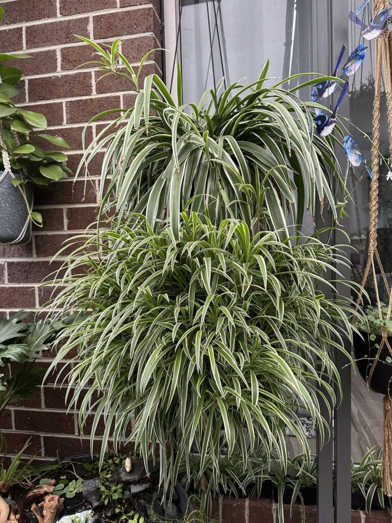 Never ending spider plant