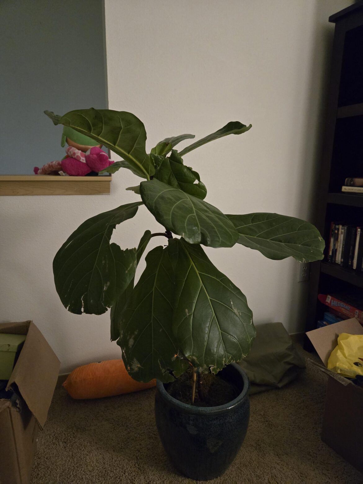 beaten up plant:( beaten up plant:(