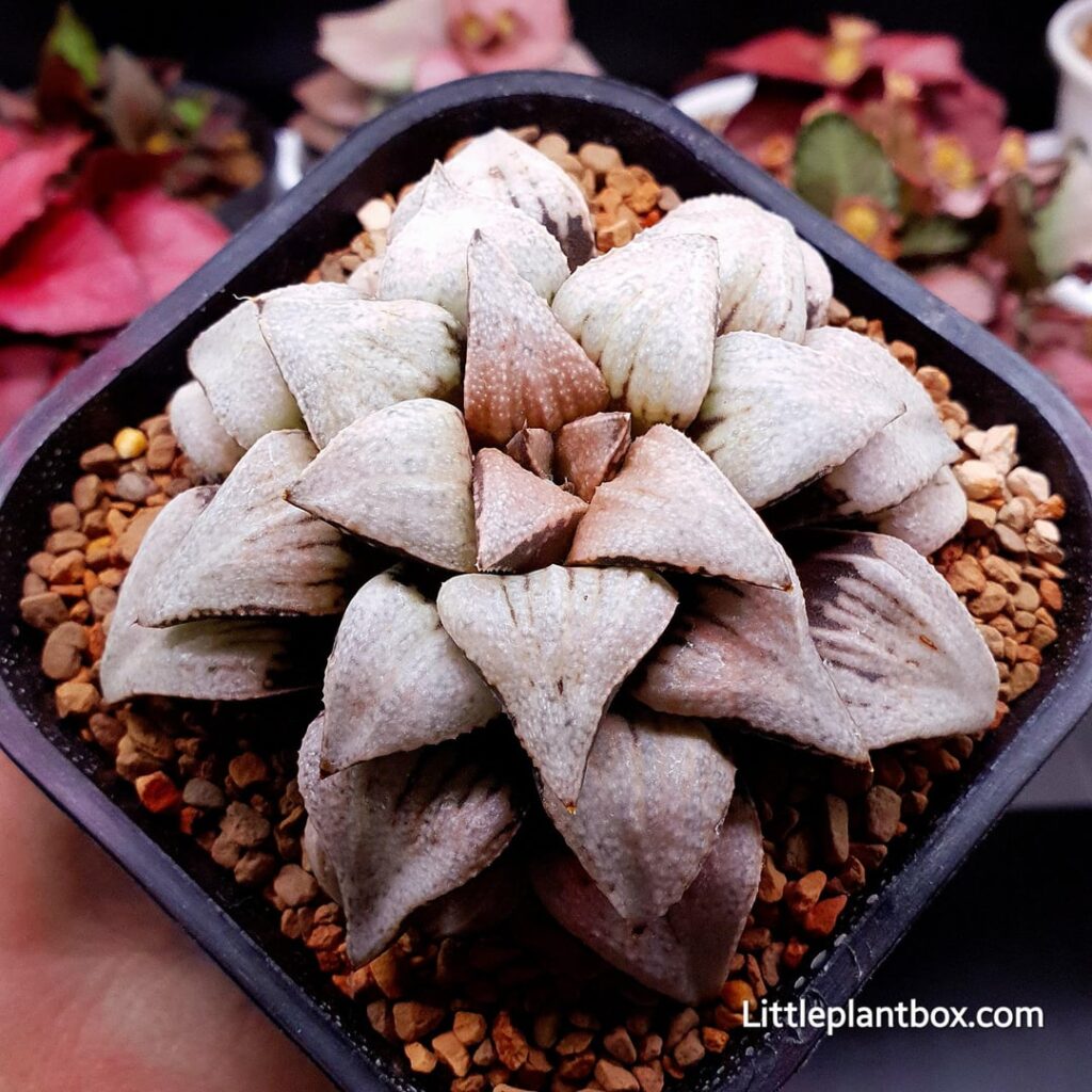 Haworthia picta ‘White silver’ seed grown Haworthia picta 'White silver' seed grown