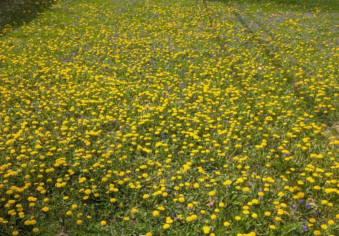 Any tips on preventing this from spreading to my lawn