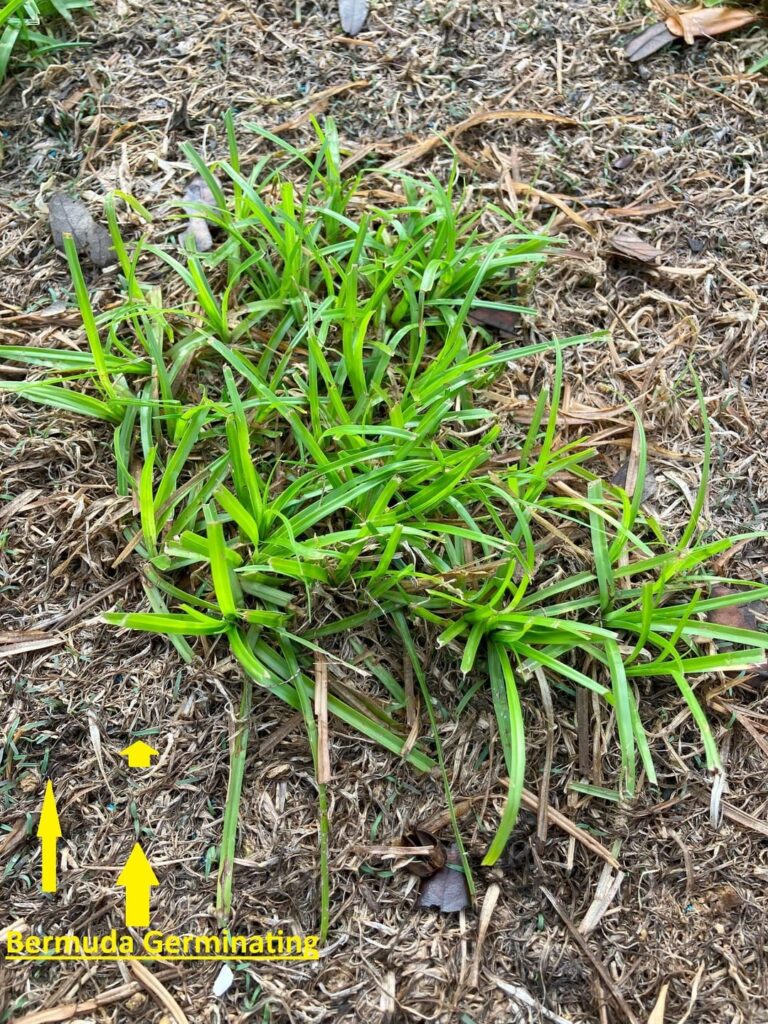 What would you do in my situation? Glyphosate or not?