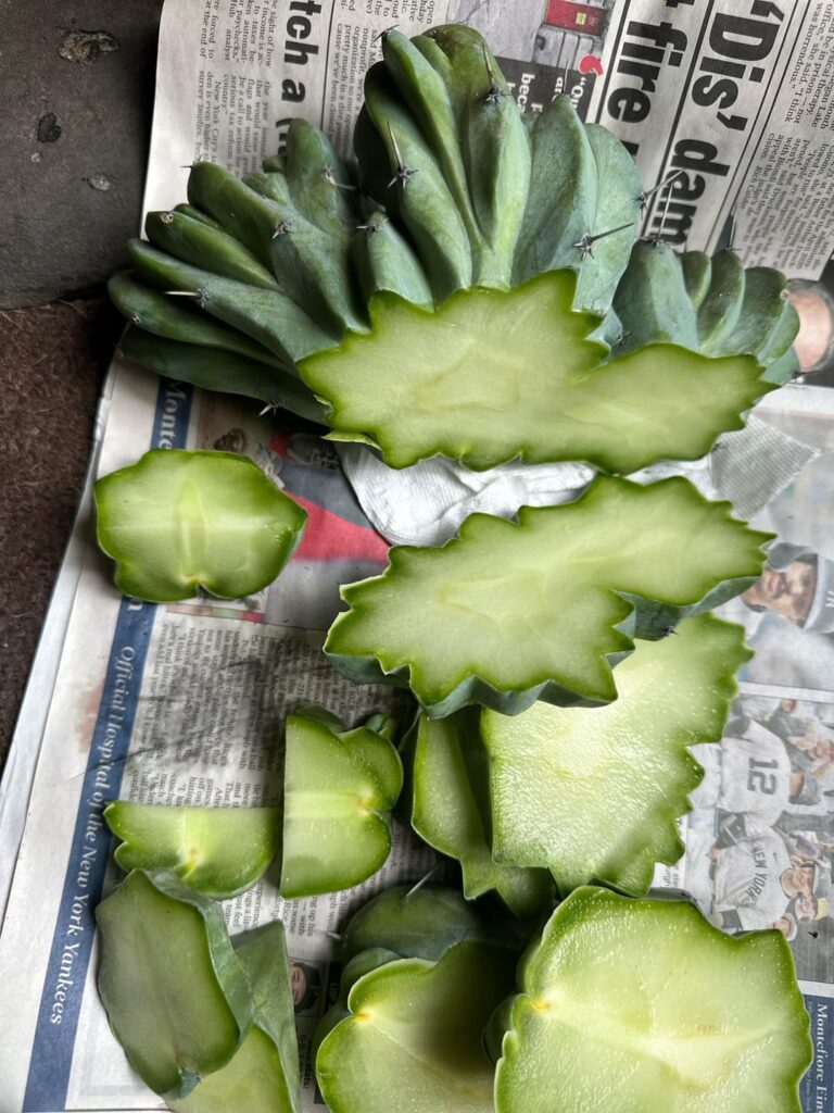can any of this blue Myrtle cactus be saved? I am not that familiar with grafting and I’m wondering if that might be my only choice? I keep cutting, but there is still a slight brown tint in the vascular tissue. Can anyone direct me to what to do in this situation?? thank you! kit can any of this blue Myrtle cactus be saved? I am not that familiar with grafting and I’m wondering if that might be my only choice? I keep cutting, but there is still a slight brown tint in the vascular tissue. Can anyone direct me to what to do in this situation?? thank you! kit
