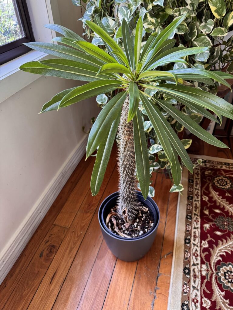 What’s going on with my Madagascar Palm  ?