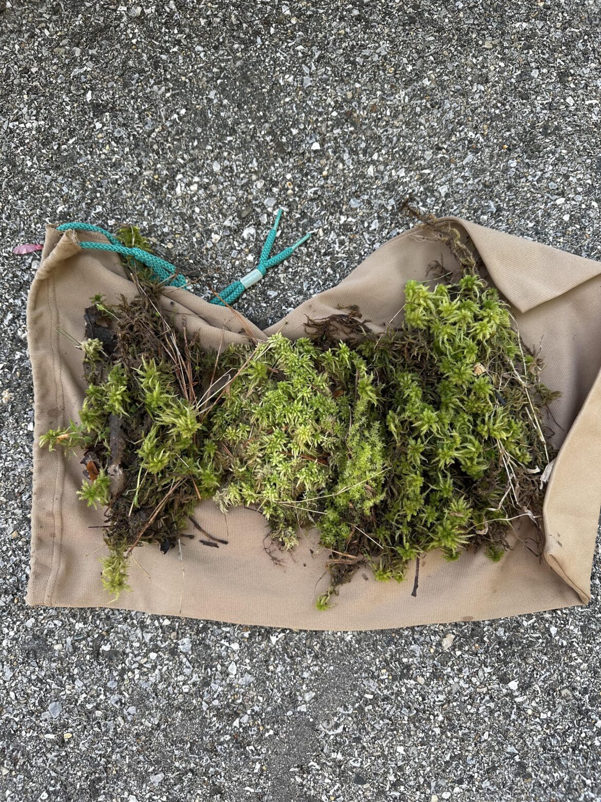 Sphagnum Moss tips