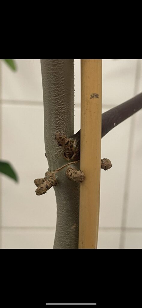 Aerial root straightoutta petiole?