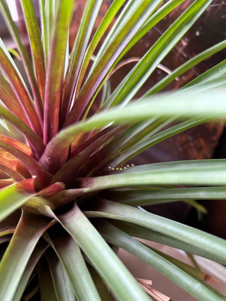 Mysterious growth on a pink quill Mysterious growth on a pink quill