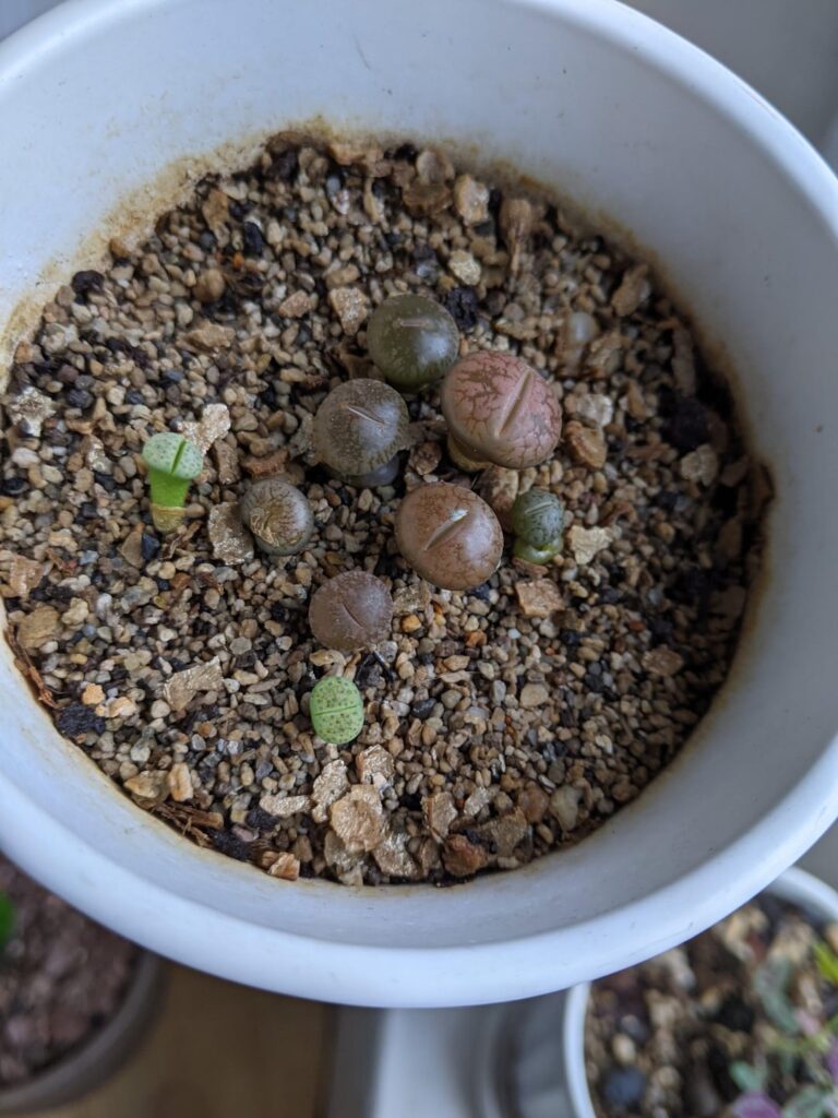My first lithops 2021 to 2025