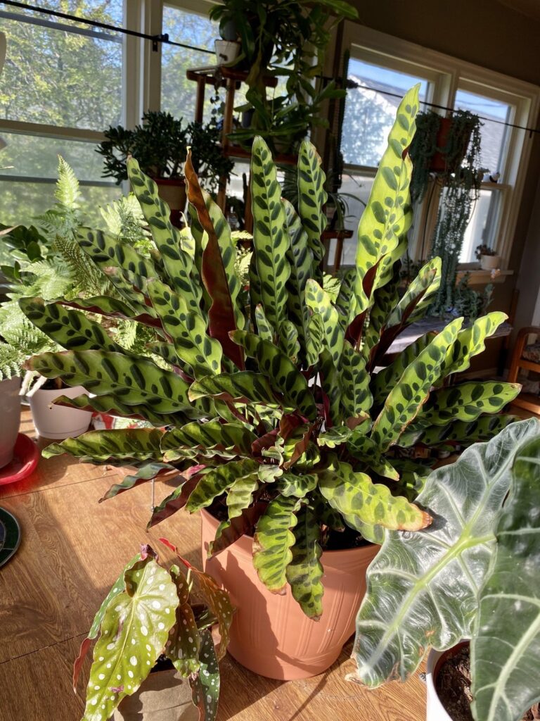 My Rattlesnake Plant in the day and night