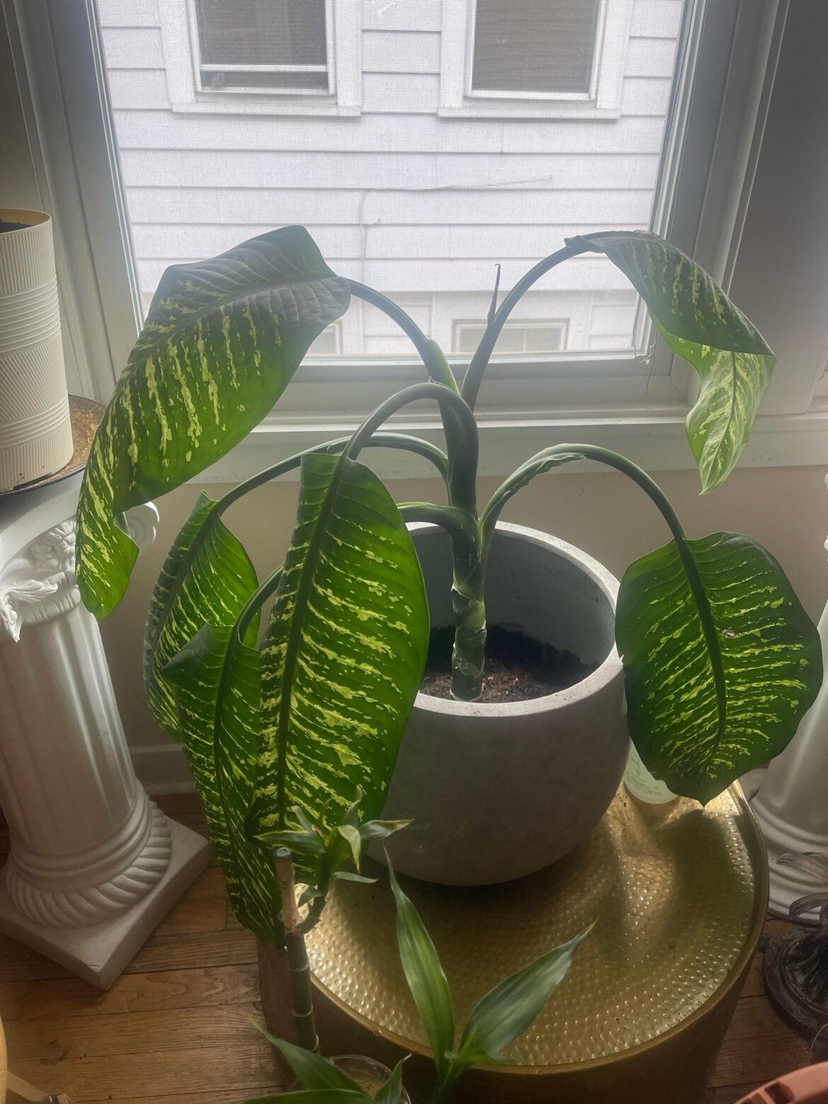 My droopy leaves after I cut the stem
